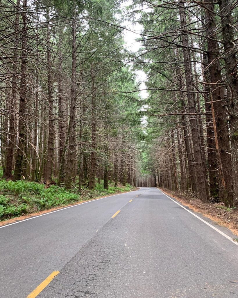 Driving through Prairie Creek Redwoods State Park