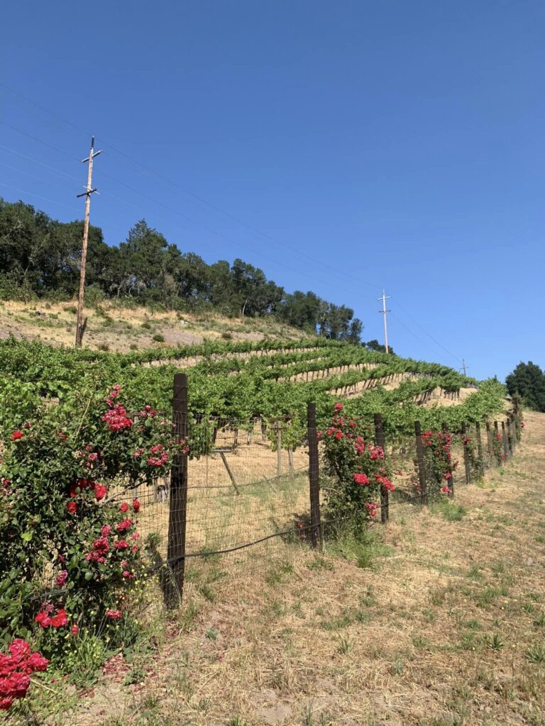 A vineyard in Napa valley