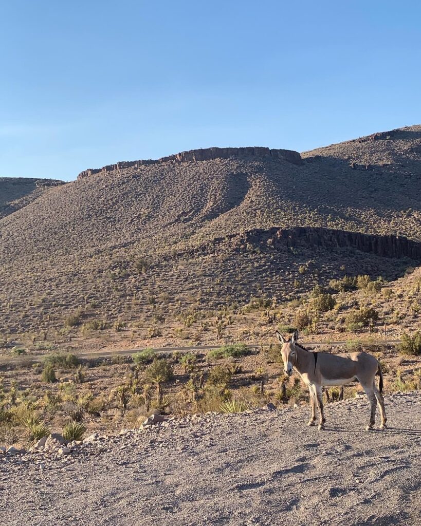 Route 66: Kingman to Barstow a donkey in the desert