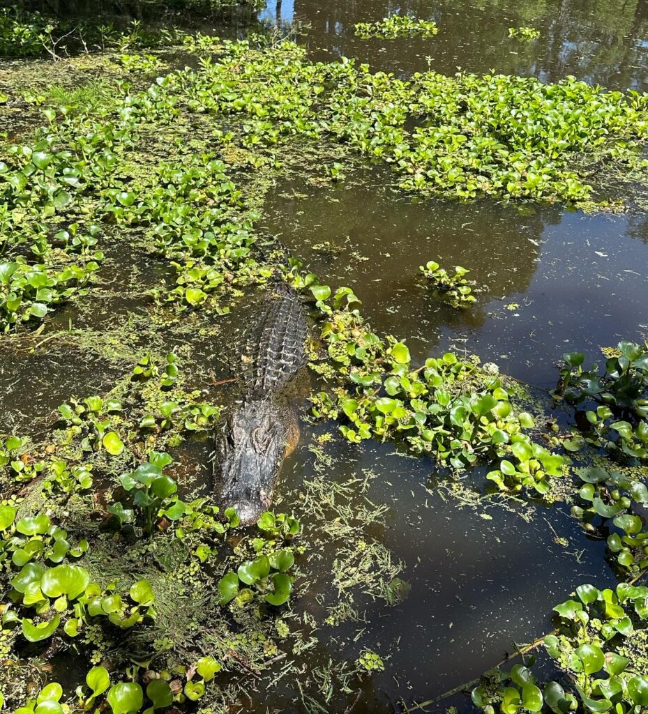 Lafayette swamp alligator
